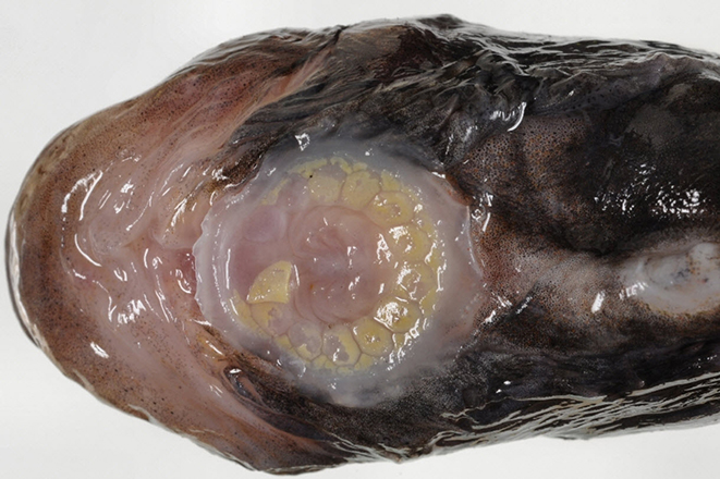 Liparis liparis_02.jpg